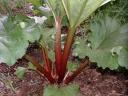 Rhubarb.thumbnail Garden Log 5 25 06
