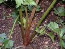 Red Celery.thumbnail Home Grown Celery