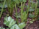 Young Celery Plants.thumbnail Home Grown Celery