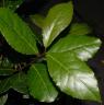 Photo of Bay Laurel Leaf