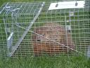 Groundhog Photo.thumbnail Groundhog Wars