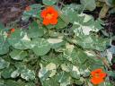 Nasturtiums Photo