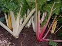 Bright Lights Chard Photo