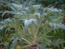 Cardoon Plant Photo