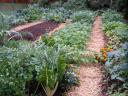 Fall Garden Photo