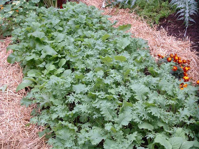 Helpful tips to Productive Water Garden