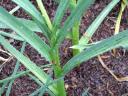 Garlic Plants Photo