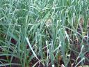 Spring Garlic Bed