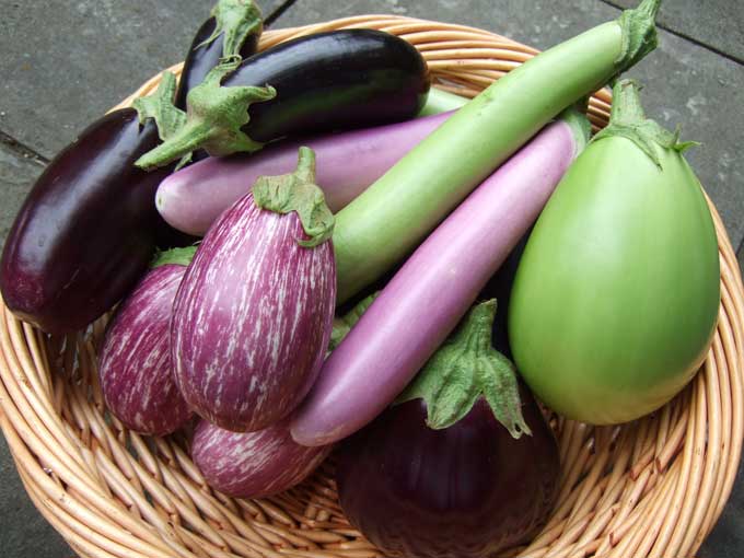Potluck eggplant recipes