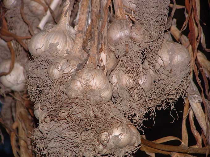 Curing Garlic — Veggie Gardening Tips Curing Garlic — Veggie Gardening Tips