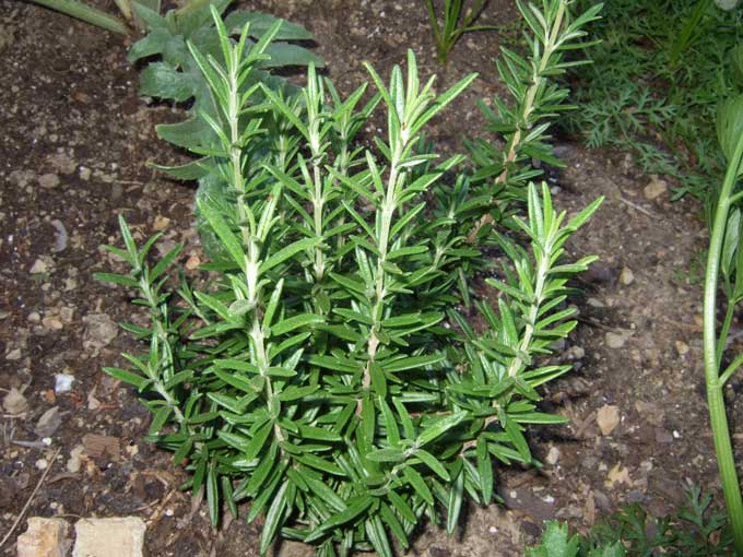 rosemary-herb.jpg