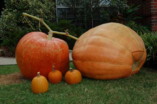 giant pumpkins In Pursuit of the Great Backyard Pumpkin