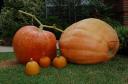 Giant Pumpkins