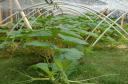 Pampered Giant Pumpkin Plants