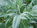 Cardoon Leaves