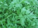 Lovage Leaves