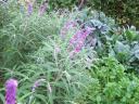 Mexican Sage