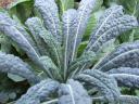 Palm Leaf Kale