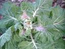 Variegated Collards