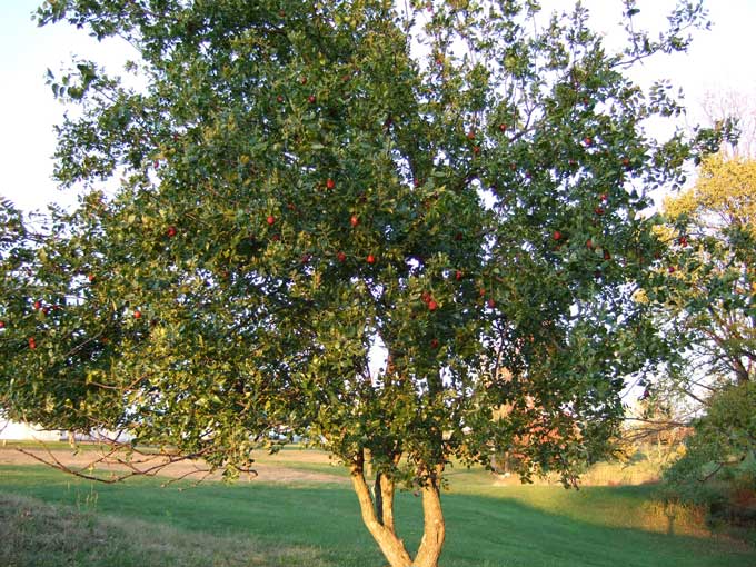 dates fruit tree. fruit bearing size jujube