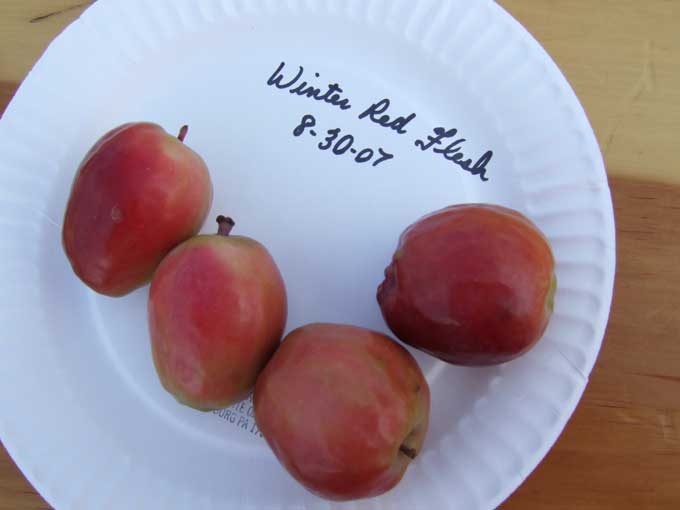 Annual Fruit Tasting; Heirloom Apple Roundup — Veggie Gardening Tips