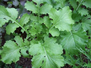 mustard-grees1
