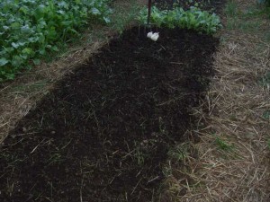 prepared-garlic-bed