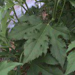 leaf close up 150x150 An Intriguing Mystery for the Plant Detectives