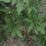 mysterious leaves 150x150 An Intriguing Mystery for the Plant Detectives
