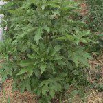 mystery plant full body 150x150 An Intriguing Mystery for the Plant Detectives