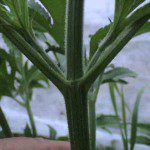 stem close up 150x150 An Intriguing Mystery for the Plant Detectives