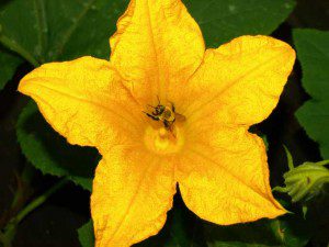 Squash Flower 300x225 Mystery Squash; a Backyard Garden Favorite