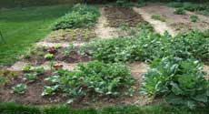 Spring Vegetable Garden