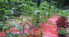 Training Tomato Vines