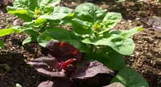Red and Green Orach
