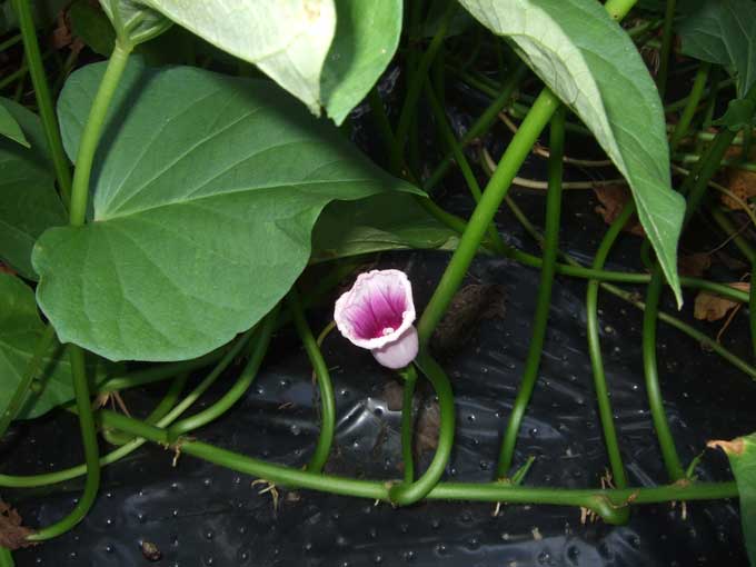 Growing Sweet Potatoes in the Home Garden — Veggie Gardening Tips