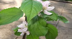 Dwarf Apple Tree in Container