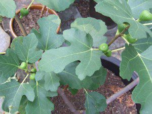 Young Fig Tree 300x225 Tips for Growing Fruit Trees in Containers