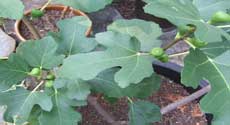 Young Potted Fig Tree