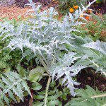 Artichoke Plant 150x150 Try these Edible Perennials in Your Garden