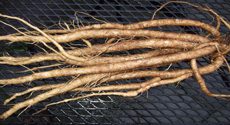Edible Gobo Roots
