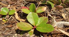 Wintergreen Plant