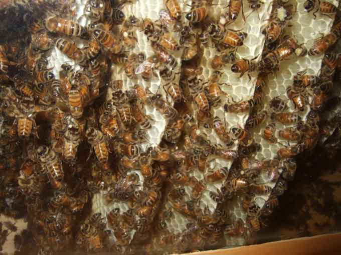 Top Bar Hive Beekeeping