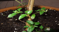 Over Wintered Pepper Plant