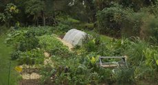 Fall Vegetable Garden