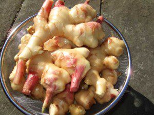 Baby-Ginger Baby Ginger 300x225 Growing Baby Ginger as a Backyard Garden Vegetable Crop