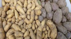 Potato Harvest