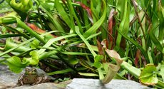Pitcher Plants