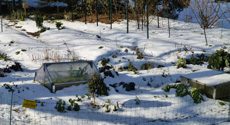 Snowy Garden