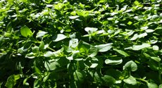 Winter Chickweed